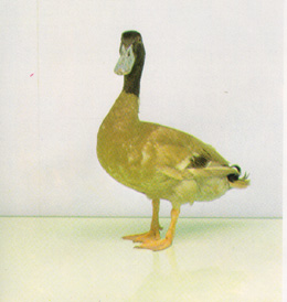พันธุ์เป็ด พันธุ์ไก่