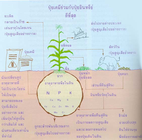 ปุ๋ยเคมีใช้ร่วมกับปุ๋ยอินทรีย์ดีที่สุด