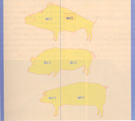 ประวัติและวิวัฒนาการของหมู
