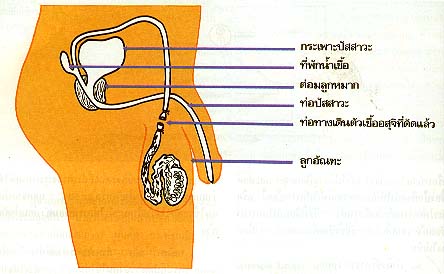 การคุมกำเนิดแบบถาวร