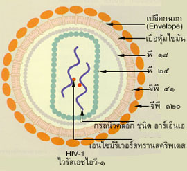 ไวรัสวิทยา