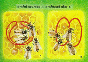 พฤติกรรมและภาษาผึ้ง