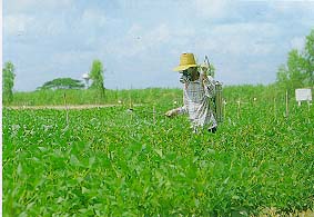 ปัญหาสิ่งแวดล้อมในเขตชนบท