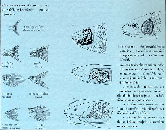 ปลาหายใจหรือไม่