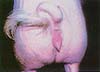 การเลี้ยงและการดูแลหมูแม่พันธุ์