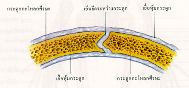 ระบบข้อต่อ