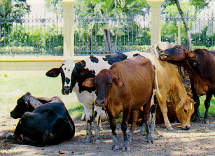 การพัฒนาการเกษตรในชนบท