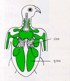 อวัยวะหายใจของสัตว์บก