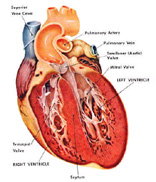 โรคของเยื่อหุ้มหัวใจ (Pericardial heart disease)