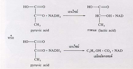 ขบวนการหายใจภายในเซลล์