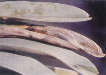 โรคใบไหม้ที่เกิดจากเชื้อรา (Leaf blight caused by fungi) ของกล้วยไม้