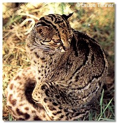 แมวลายหินอ่อน (Marbled Cat)