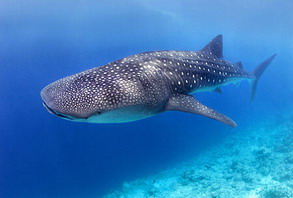 ฉลามวาฬ (Whale Shark)