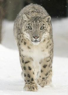เสือดาวหิมะ (Snow Leopard)