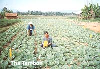 ความนิยมมกับการปลูกผักระบบเกษตรอินทรีย์ในปัจจุบัน