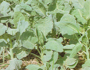 การจำแนกผัก (classification of vegetables)