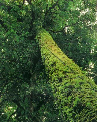 ความสำคัญของเฟิร์นในป่าเมืองไทย