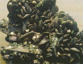 สัตว์ทะเลหน้าดิน (Marine Benthos)