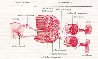 สรีรวิทยา : ระบบประสาท