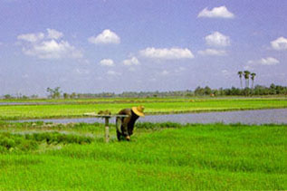 องค์ประกอบในระบบนิเวศ