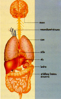 โรคตับอักเสบจากเชื้อไวรัส