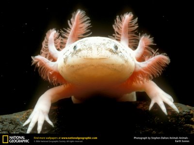 จิ้งจกน้ำเม็กซิกัน(Mexican Axolotl)