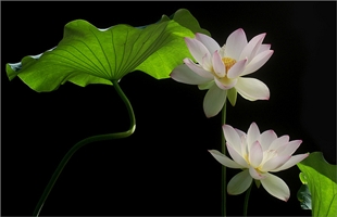 ที่มาของบทสวด นะโม 3 จบ