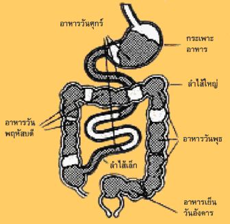 ล้างสารพิษง่ายเพียง 1 วัน