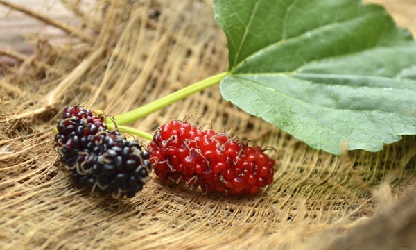 รู้จักไหม? “ลูกหม่อน” (Mulberry) ช่วยลดน้ำตาลในเลือด-ป้องกันมะเร็ง