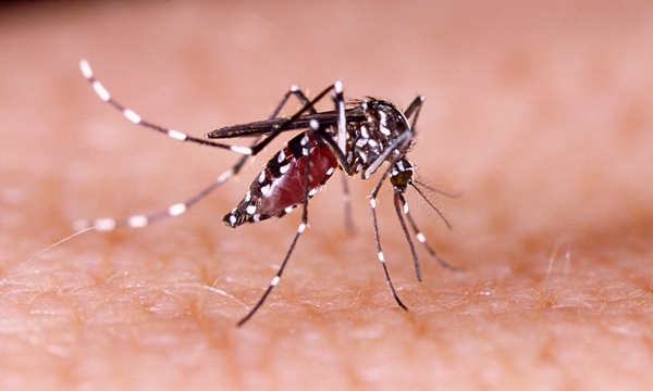 โรคติดเชื้อไวรัสซิกา (Zika) คืออะไร? ป้องกันอย่างไร?