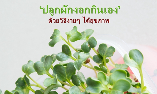‘ปลูกผักงอกกินเอง’ ด้วยวิธีง่ายๆ ได้สุขภาพ ‘ปลูกผักงอกกินเอง’ ด้วยวิธีง่ายๆ ได้สุขภาพ