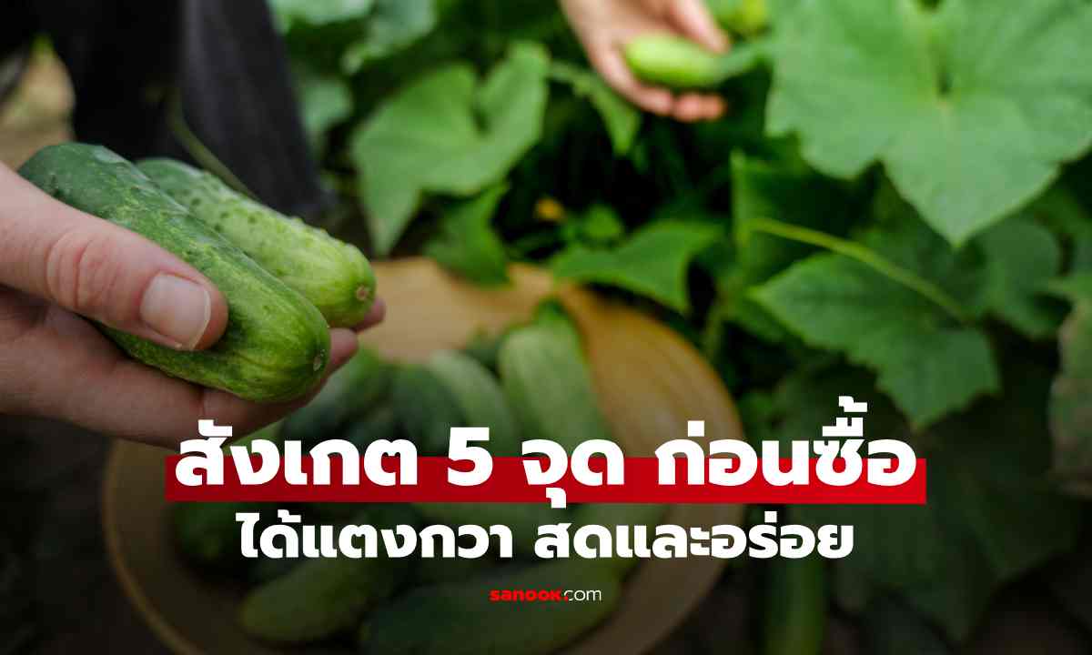ก่อนซื้อแตงกวา สังเกต 5 จุดนี้ ช่วยเลือกได้ทั้งสดและอร่อย