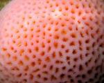 trypophobia โรคกลัวรู คำฮิตในโลกโซเชียล