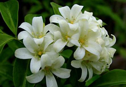 ต้นแก้ว ต้นแก้ว