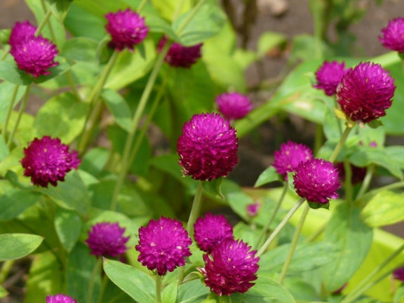 ต้นบานไม่รู้โรย ต้นบานไม่รู้โรย