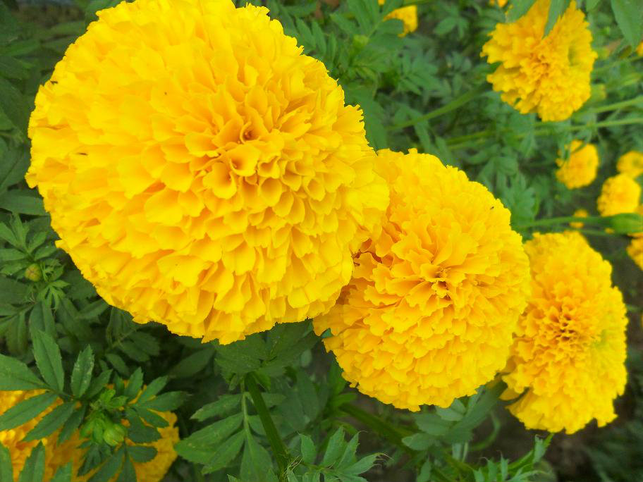 ต้นดาวเรือง ต้นดาวเรือง