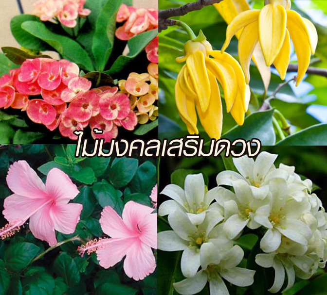 ไม้มงคล ไม้มงคล