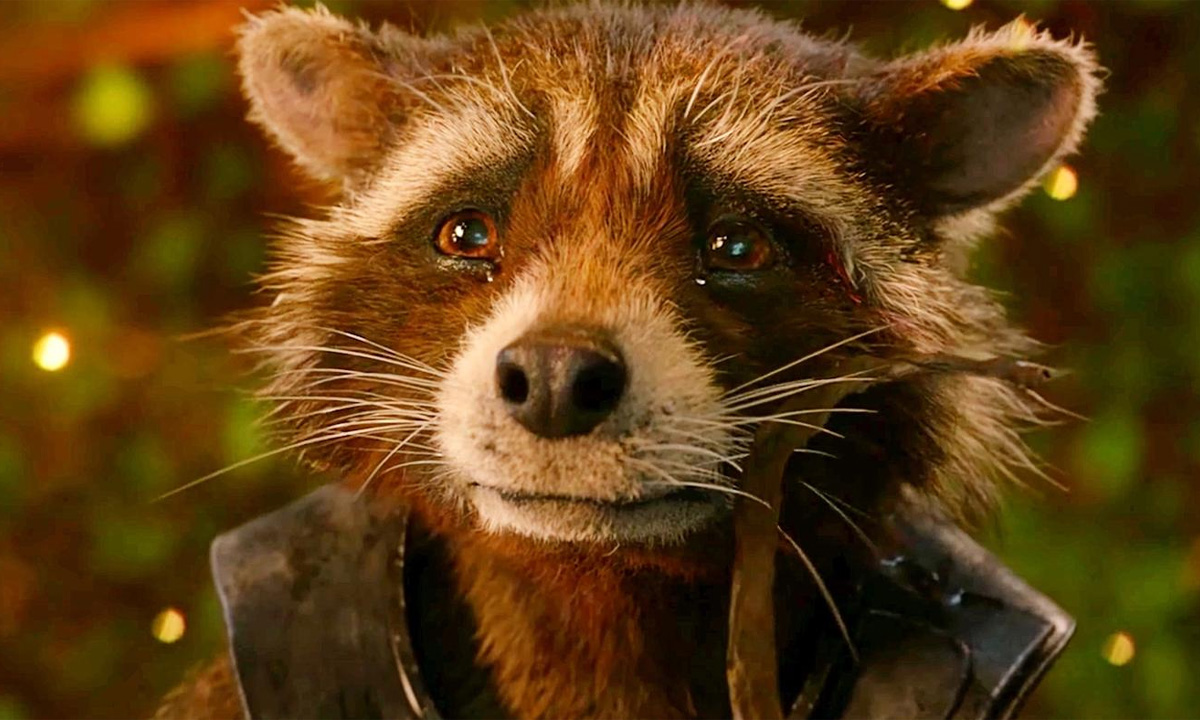 Rocket จะเป็นตัวละครที่โดดเด่นใน Guardians of the Galaxy Vol.3