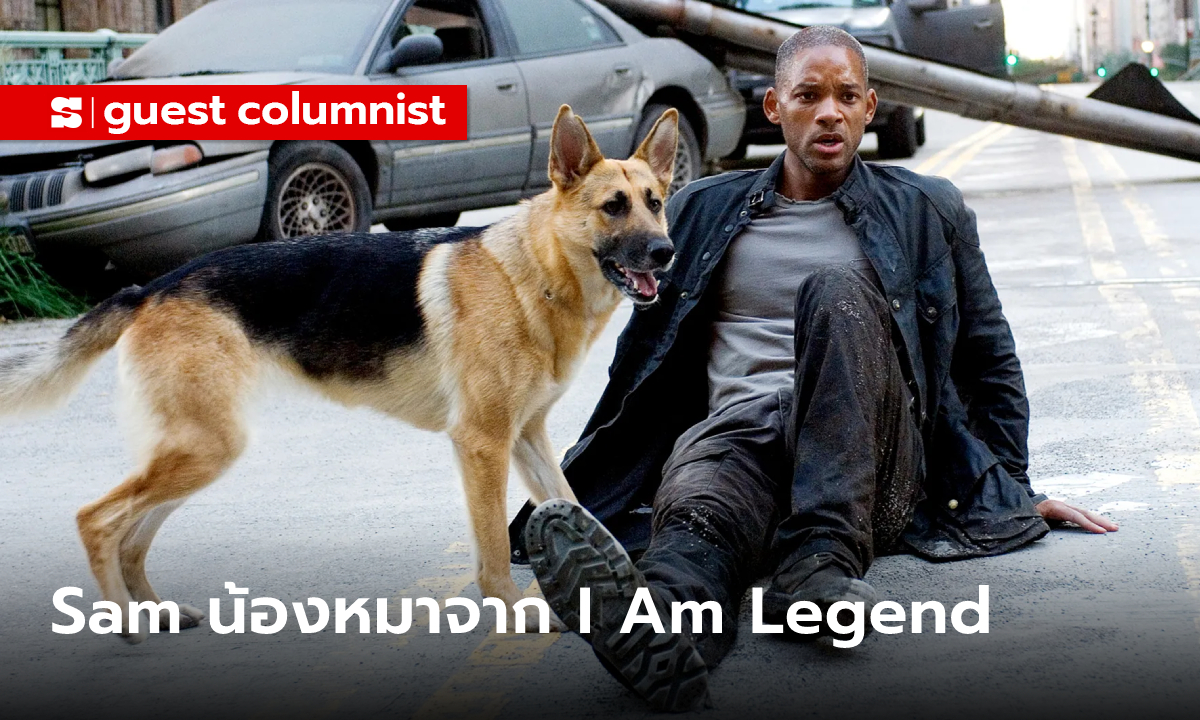 เจ้าแซม หมาจาก I Am Legend ในวันที่ตัวจริงมันแก่แล้ว โดย ตั๋วร้อน ป๊อปคอร์นชีส