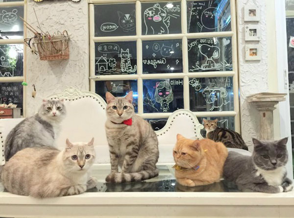 ทาสแมวต้องโดน!! ตามรอย “8 ร้านคาเฟ่แมว“ สุดน่ารัก
