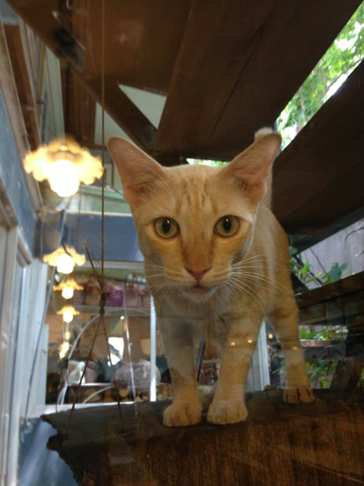 ทาสแมวต้องโดน!! ตามรอย “8 ร้านคาเฟ่แมว“ สุดน่ารัก