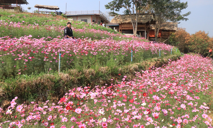 ดอกคอสมอสขั้นบันไดสวยงามที่บ้านน้ำจวง พิษณุโลก