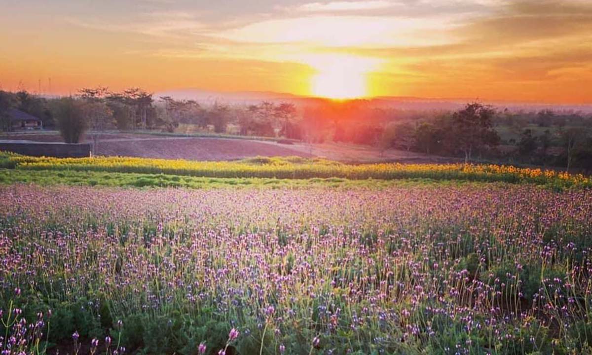 ทุ่งดอกลาเวนเดอร์ใหญ่ที่สุดในไทย ที่วังน้ำเขียวโคราช