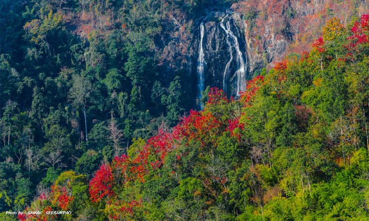 ปรากฏการณ์ป่าเปลี่ยนสี ที่จุดชมวิวกิ่วงวงช้าง @อช.คลองลาน
