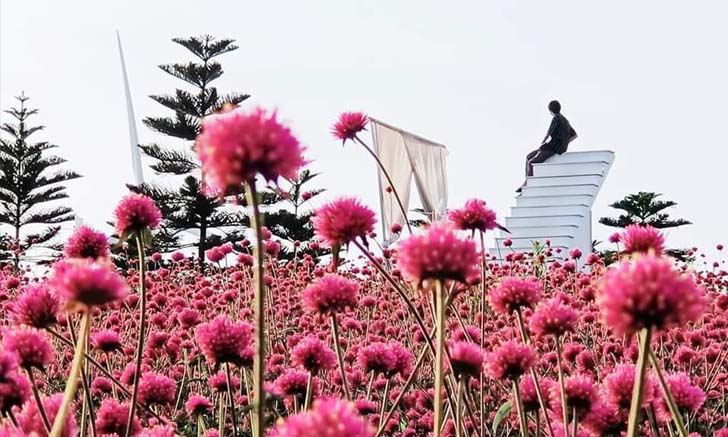 ทุ่งดอก Firework @ Windmill เขาค้อ บานสะพรั่งรายล้อมกังหันลม บรรยากาศสุดโรแมนติก