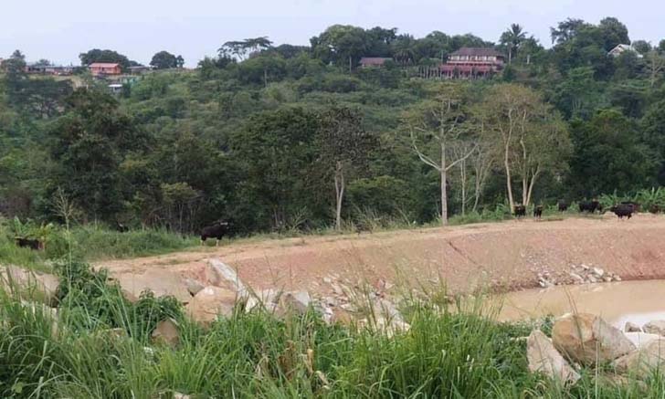 ตะลึง! ฝูงกระทิงออกหากินหลังจุดบริการประชาชนตำรวจวังน้ำเขียว  ห่างจากถนนเพียง 500 เมตร