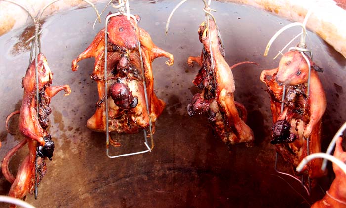 หนูอบโอ่งราชบุรี เมนูแปลกแต่อร่อยท้าให้ลอง!