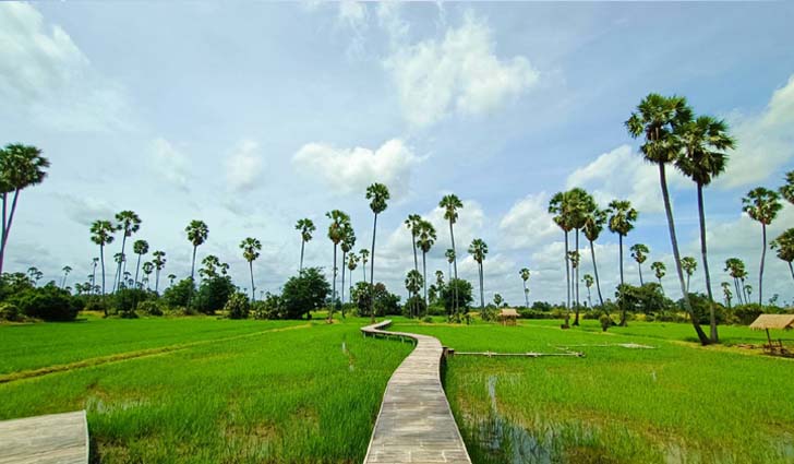 ณ.ปทุม คาเฟ่ ร้านกาแฟกลางดงตาล พร้อมสะพานไม้ไผ่ทอดยาวไปในทุ่งนา