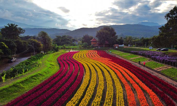 Sixflowers Garden อาณาจักรทุ่งดอกซิโลเซียสีรุ้งกลางหุบเขา แห่งเมืองเชียงใหม่