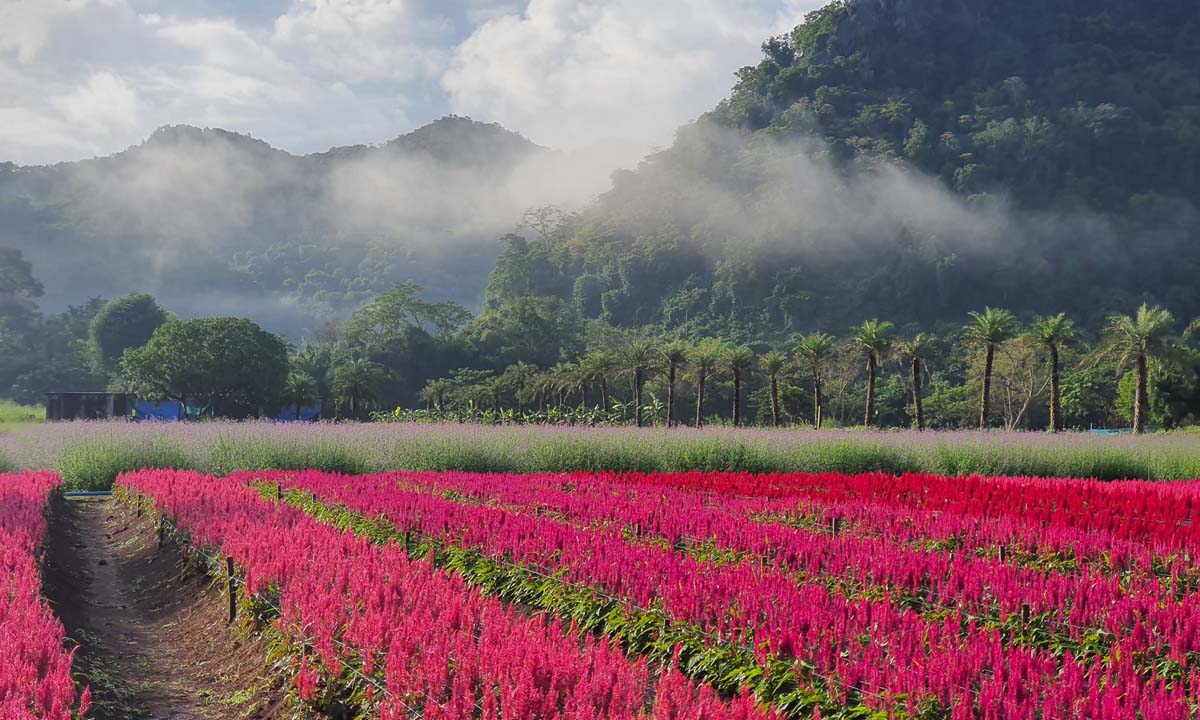 Hokkaido Flower Park Khaoyai สวนดอกไม้สีสันอลังการ ที่ไม่ต้องไปไกลถึงภาคเหนือ